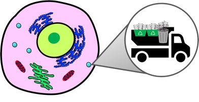 Healthy-Cell.jpg